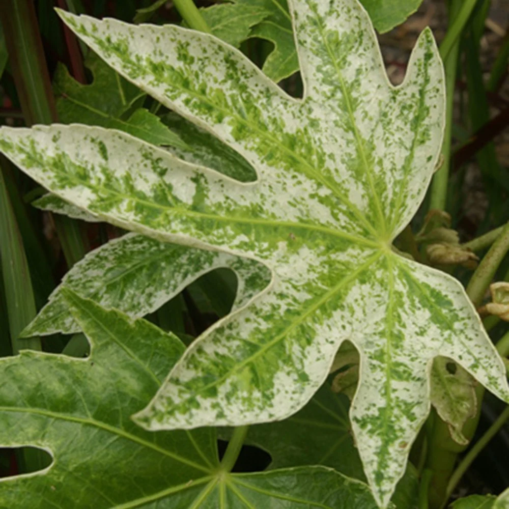Aralia du Japon Spiders Web Fatsia japonica Spider Web