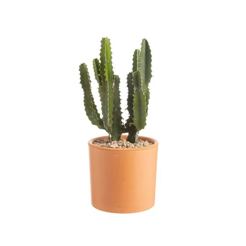 Euphorbia triangularis en pot Terre cuite H 10 x Ø 15 cm