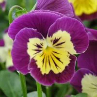 Viola Cornuta. La suspension en osier