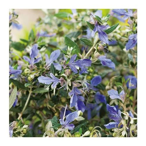 Germandrée Arbustive - pot 10 L