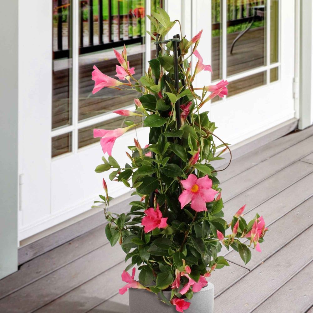 Jasmin du Brésil - Dipladenia pyramide rose Mandevilla