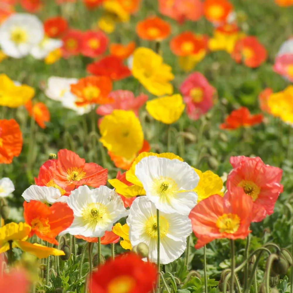 Pavot d'Islande Artist's Glory en mélange Papaver nudicaule