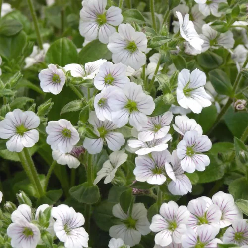 Gypsophila Cerastioides - Le pot de 2 litres