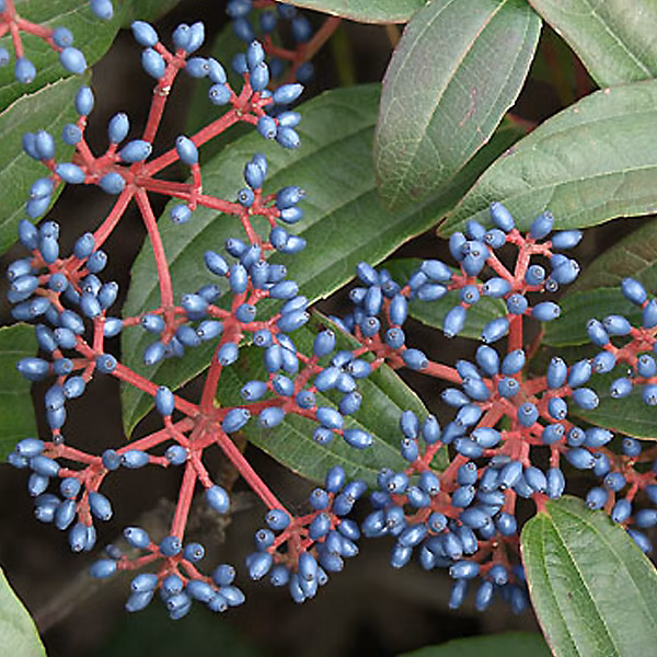 2 x Viorne de David – Viburnum davidii, 25-30 cm pot