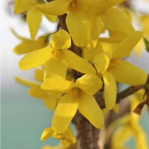 Forsythia Intermedia Goldrausch – Pot de 15L