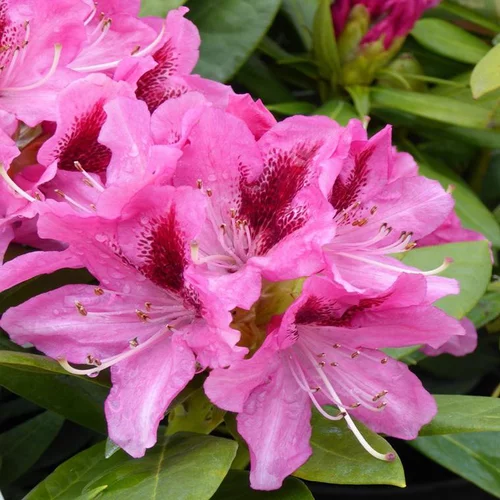 Rhododendron nain varié 20/30. Le pot de 3 litres