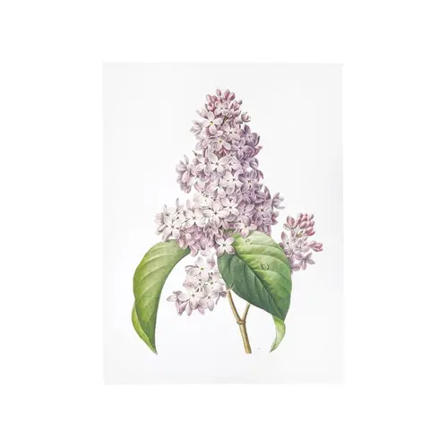 Affiche lilas - 30 x 40 cm