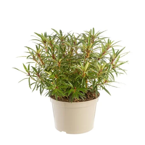 Rhododendron tortoiseshell orange en pot de 7,5 L