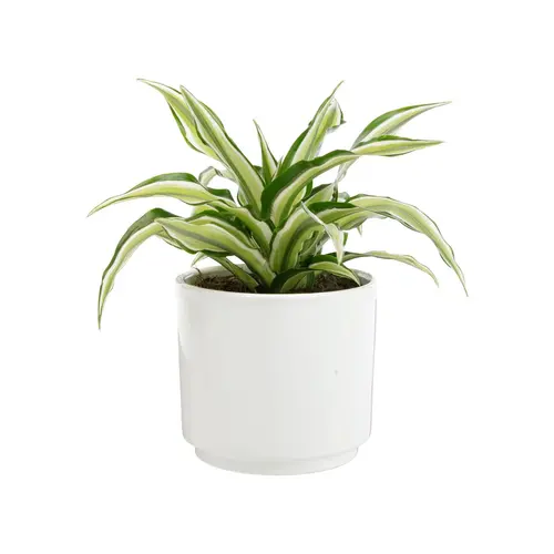 Dracaena Fragrans Malaika botanic®. Le pot de Ø 15 cm