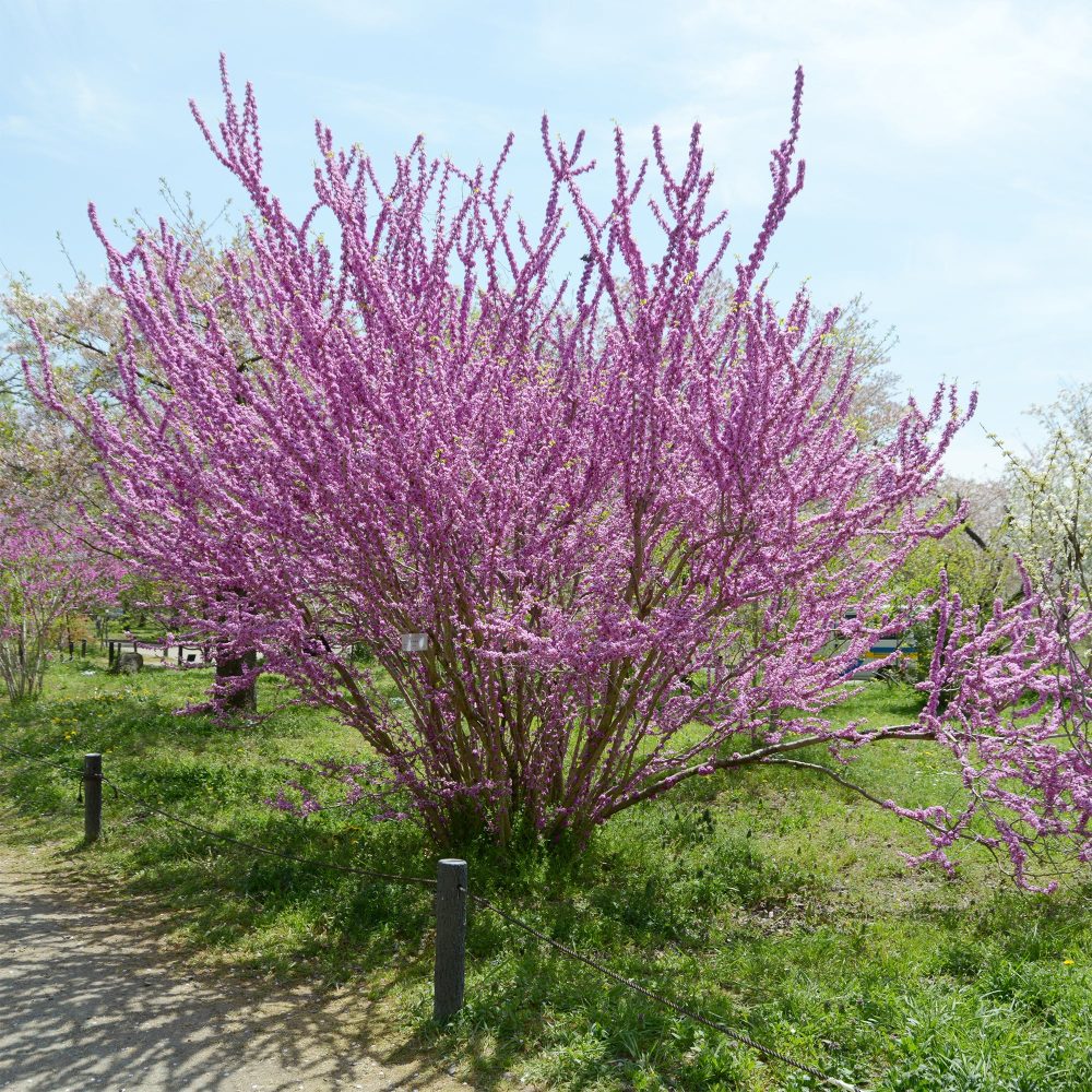 Gainier de Chine Cercis chinensis
