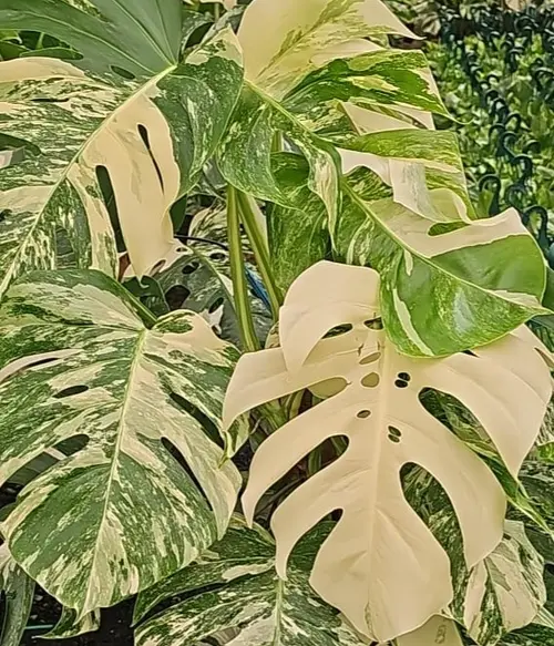 Philodendron Monstera panache avec tuteur mousse. Le pot de Ø 20 x H 80 cm