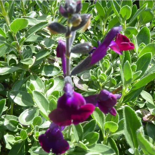 Salvia Microphylla violette - Le pot de 3 litres