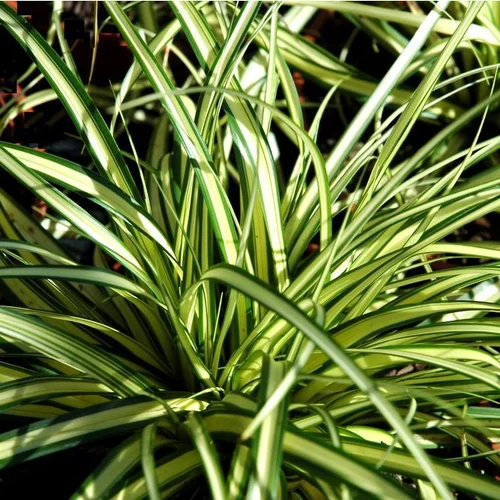 Laîche ou Carex au feuillage multicolore. Le pot de 2 litres