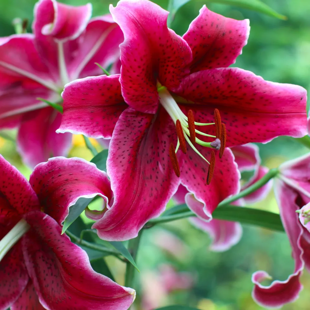 3 Lis orientaux Corvara Lilium 'corvara'