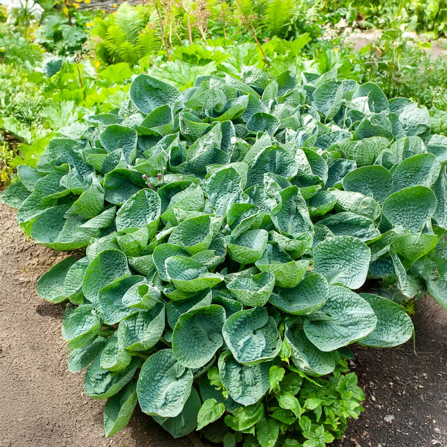 Hosta Big Daddy Hosta big daddy