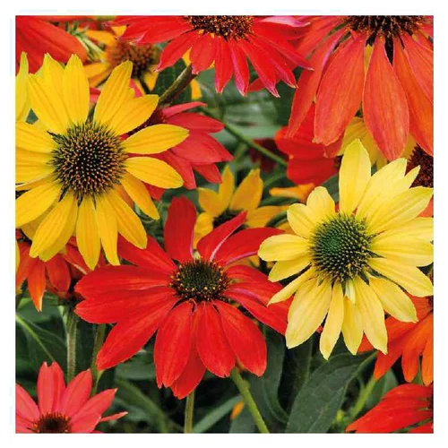 Rudbeckia Cheyenne Spirit varié - Le pot de 9 x 9 cm