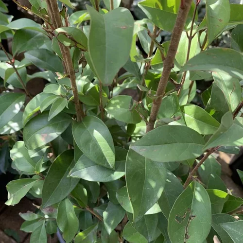 Troène (Ligustrum Japonicum) 60/80. Le pot de 4 litres