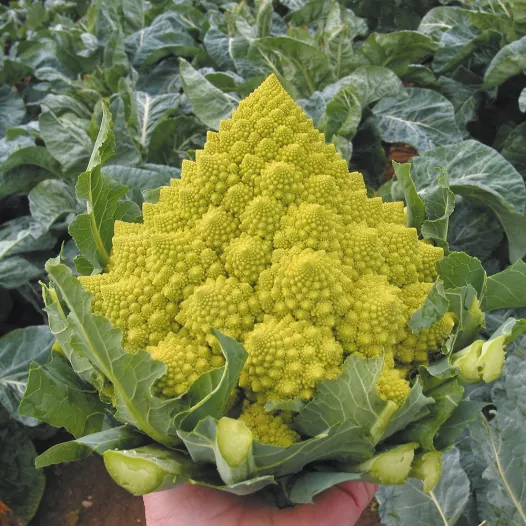 Biologische zaden van Romanesco bloemkool
