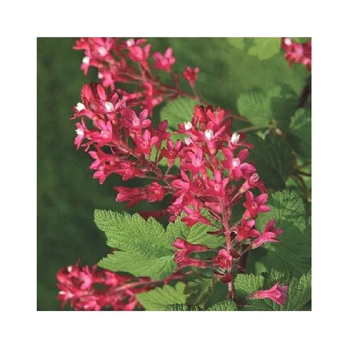 Groseillier à fleurs en pot de 7.5 litres (doublon)