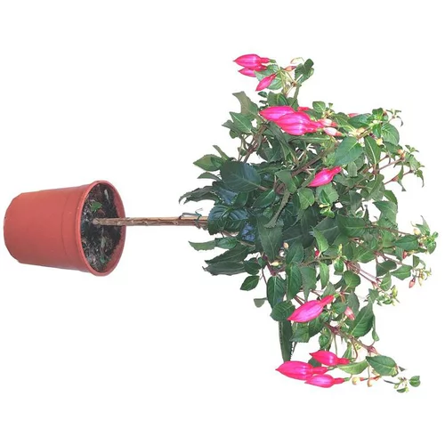 Fuchsia mini tige - Le pot de 15 litres