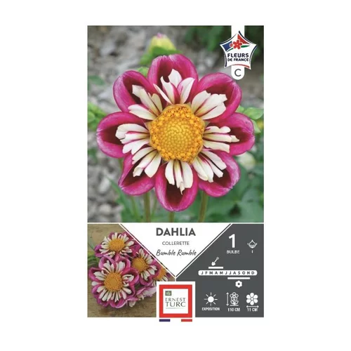 Dahlia collerette Bumble Rumble fuchsia Ernest Turc - 1 bulbe