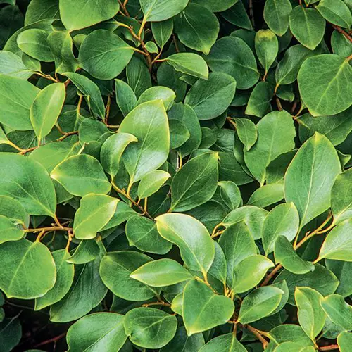 Griseline du littoral vert. Le pot de 3L