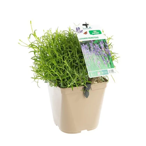Lavande Angustifolia Munstead à fleurs violettes. Le pot de 3 litres
