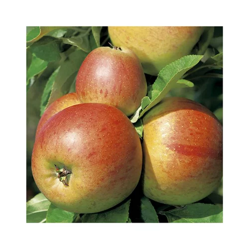 Pommier Reine Des Reinettes Lr. Le pot de 15 litres