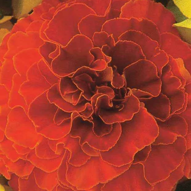 Oeillet d'Inde Solar Red F1 Tagetes patula nana solar red f1