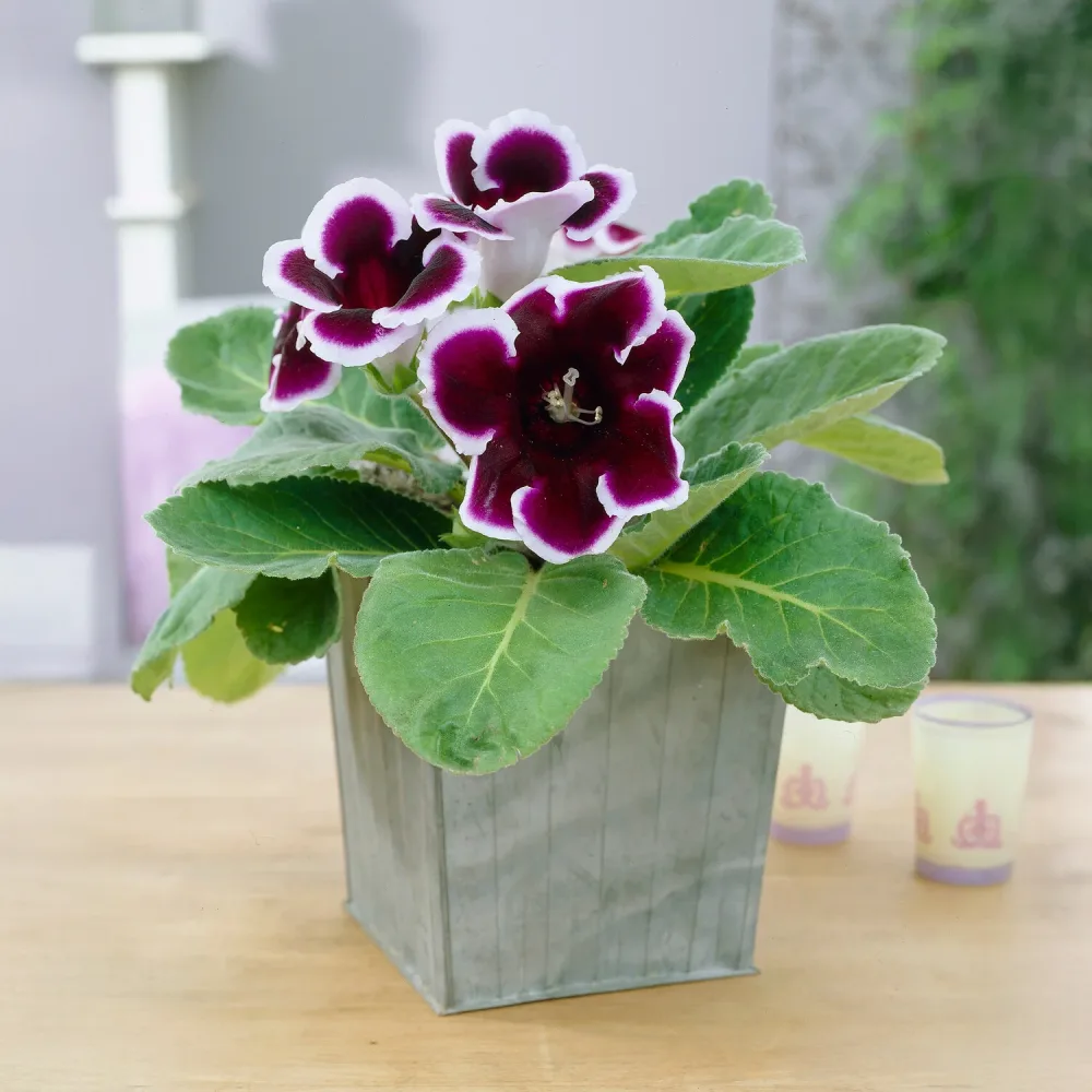 Gloxinia Kaiser Wilhelm Gloxinia speciosa Kaiser Wilhelm