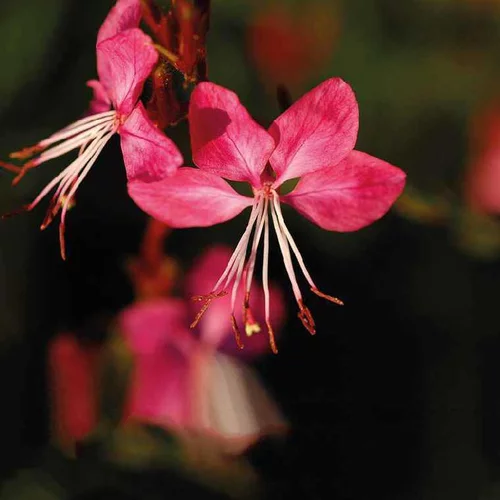 Gaura rouge - Le pot de 9 x 9 cm