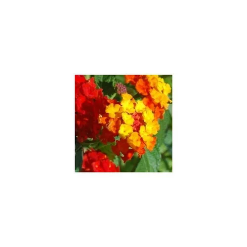Lantana sur tige - Le pot de 2,5 litres