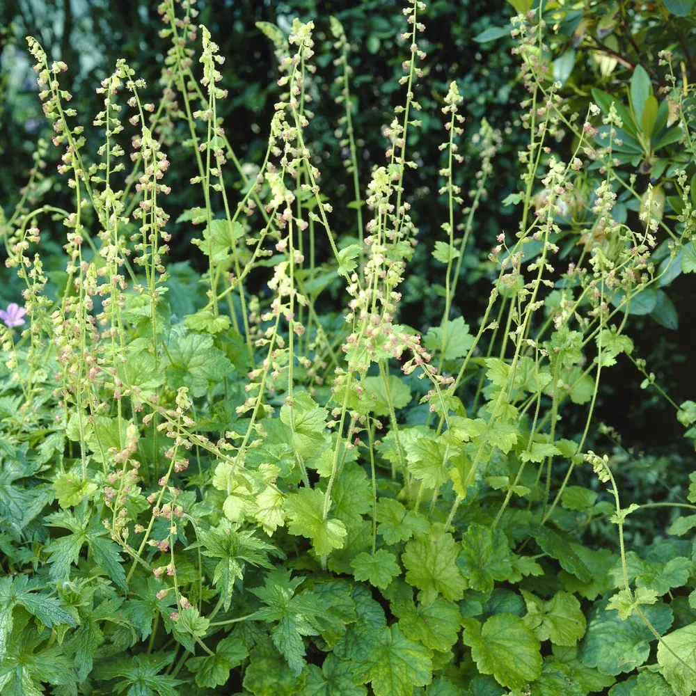 Tellime à grandes fleurs Tellima grandiflora