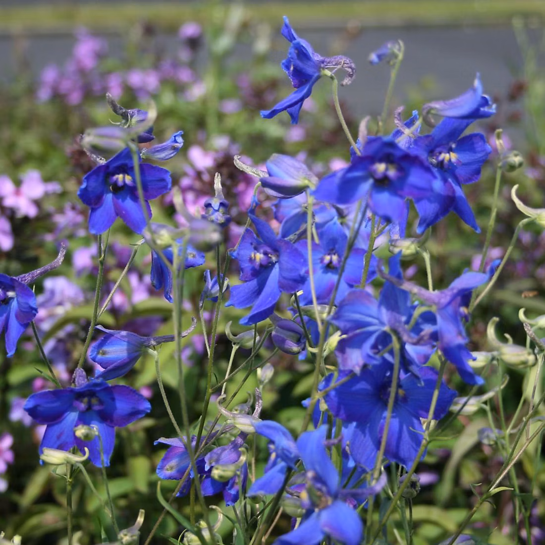 6 x Pied d'Alouette belladone 'Voelkerfrieden' – Delphinium 'Voelkerfrieden', godet 9cm x 9cm