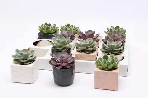 Echeveria avec cache-pot. Le pot en céramique de Ø 6 x H 10 cm
