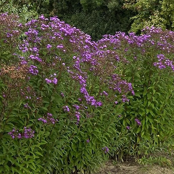 6 x Vernonia crinita 'Mammuth' – godet 9cm x 9cm