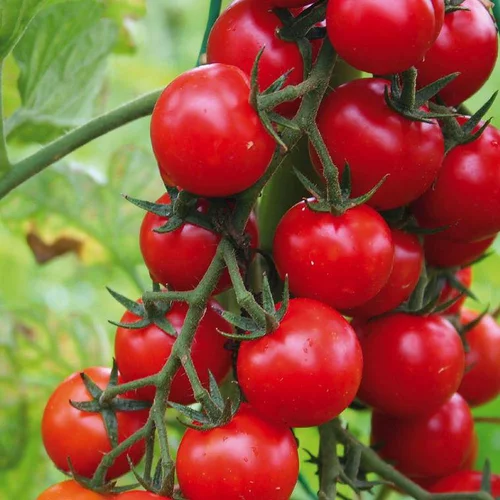 Tomate Cerise Supersweet 100 F1 Bio. La barquette de 3 plants