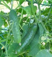 Cornichon Bio. La barquette de 3 plants