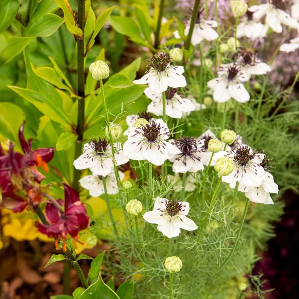 Nigelle d'Espagne African Bride Nigella papillosa