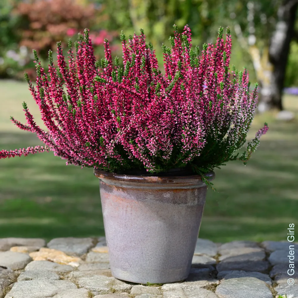 3 Bruyères d'été Calluna vulgaris