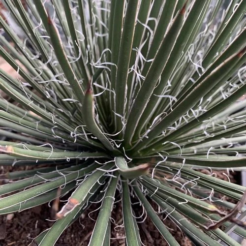 Agave Geminiflora. Le pot de 15 litres