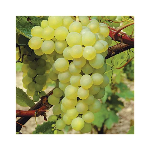 Vigne 'Seyval' Bio. Le pot de 5 litres