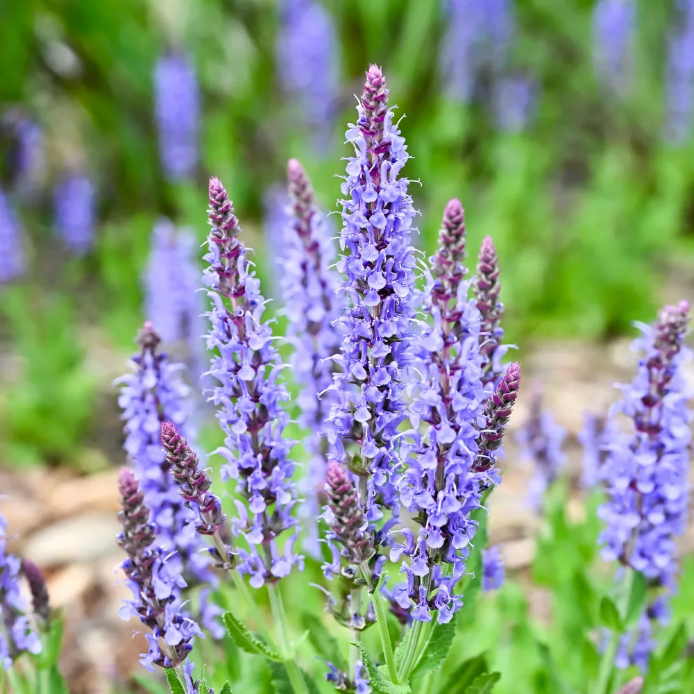 Sauge des bois Blauhügel Salvia nemorosa blauhügel