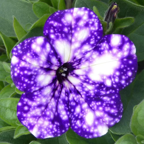 Jardinière nuit d'été - La jardinière de 40 cm