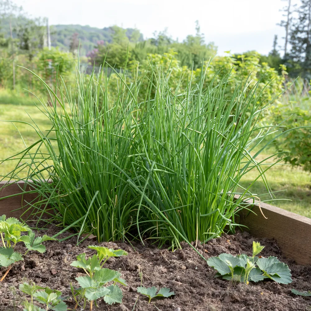 Plant de Ciboulette Allium schoenoprasum
