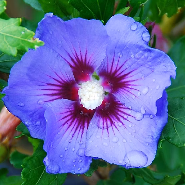 2 x Mauve en arbre 'Oiseau Bleu' – Hibiscus syriacus 'Oiseau Bleu', 40-60 cm pot