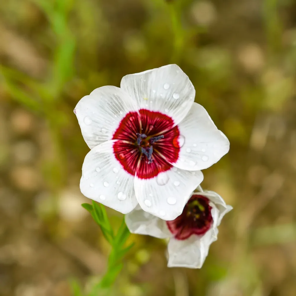 Lin à grandes fleurs Bright Eyes Linum grandiflorum bright eyes