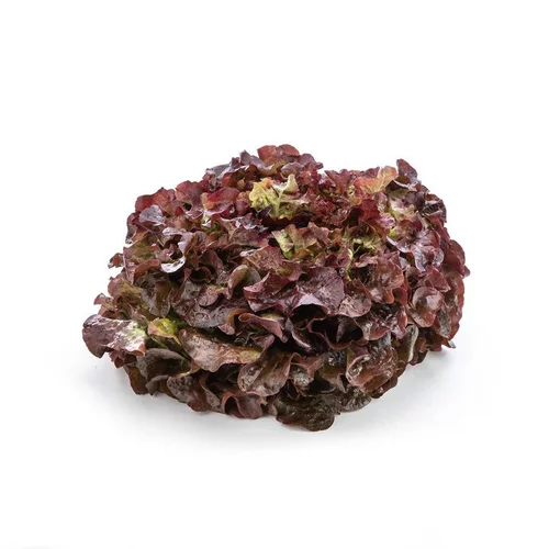 Salade feuille de chêne rouge bio de France - Prix à la pièce