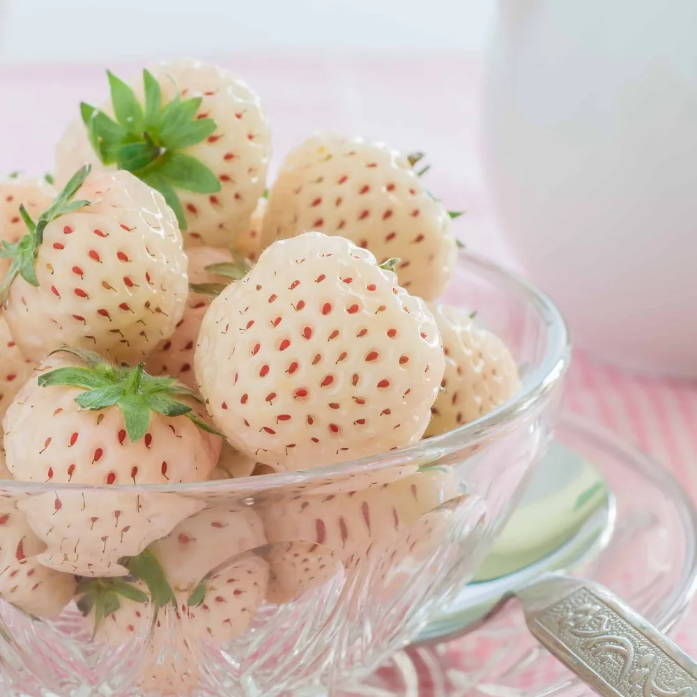 2 Fraisiers Pineberry White Dream ® Fragaria pineberry white dream ®