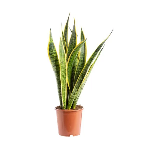 Sansevieria Trifasciata Laurentii pot Ø20xH120 cm